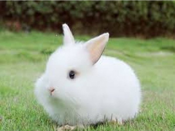 SANG NHÀ THUỐC QUẬN GÒ VẤP