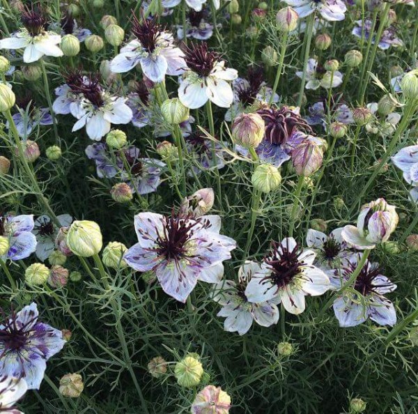 Tìm việc bán thuốc ca sáng